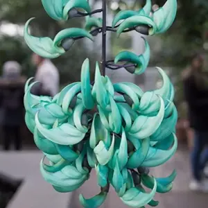 Perennial Woody Vine Seeds - Ornamental Jade Climber 10 Pcs Green Flower Seeds for Patio & Indoor/Outdoor Use