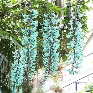 Perennial Woody Vine Seeds - Ornamental Jade Climber 10 Pcs Green Flower Seeds for Patio & Indoor/Outdoor Use