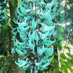 Perennial Woody Vine Seeds - Ornamental Jade Climber 10 Pcs Green Flower Seeds for Patio & Indoor/Outdoor Use
