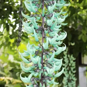Perennial Woody Vine Seeds - Ornamental Jade Climber 10 Pcs Green Flower Seeds for Patio & Indoor/Outdoor Use