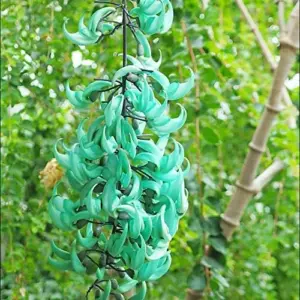 Perennial Woody Vine Seeds - Ornamental Jade Climber 10 Pcs Green Flower Seeds for Patio & Indoor/Outdoor Use