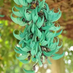 Perennial Woody Vine Seeds - Ornamental Jade Climber 10 Pcs Green Flower Seeds for Patio & Indoor/Outdoor Use