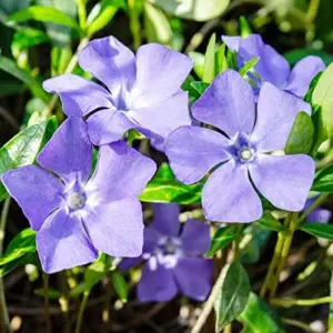 Periwinkle Flower Seeds 40Pcs - Low-Growing Evergreen Perennial Ground Cover for Borders, Drought Tolerant, Attracts Butterflies