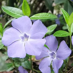 Periwinkle Flower Seeds 40Pcs - Low-Growing Evergreen Perennial Ground Cover for Borders, Drought Tolerant, Attracts Butterflies