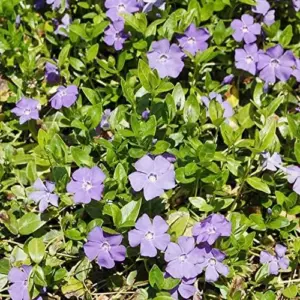 Periwinkle Flower Seeds 40Pcs - Low-Growing Evergreen Perennial Ground Cover for Borders, Drought Tolerant, Attracts Butterflies
