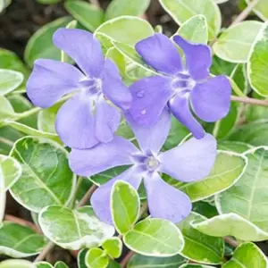 Periwinkle Flower Seeds 40Pcs - Low-Growing Evergreen Perennial Ground Cover for Borders, Drought Tolerant, Attracts Butterflies