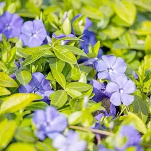 Periwinkle Flower Seeds 40Pcs - Low-Growing Evergreen Perennial Ground Cover for Borders, Drought Tolerant, Attracts Butterflies