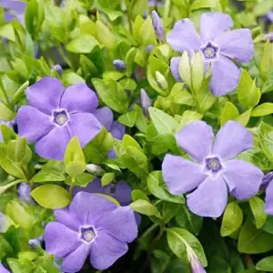 Periwinkle Flower Seeds 40Pcs - Low-Growing Evergreen Perennial Ground Cover for Borders, Drought Tolerant, Attracts Butterflies