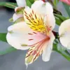 Peruvian Lily Alstroemeria Seeds - 20 Pcs Mixed Colors Perennial Low Maintenance Cut Flowers for Patio & Garden Outdoor