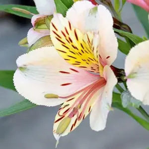 Peruvian Lily Alstroemeria Seeds - 20 Pcs Mixed Colors Perennial Low Maintenance Cut Flowers for Patio & Garden Outdoor