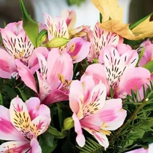 Peruvian Lily Alstroemeria Seeds - 20 Pcs Mixed Colors Perennial Low Maintenance Cut Flowers for Patio & Garden Outdoor