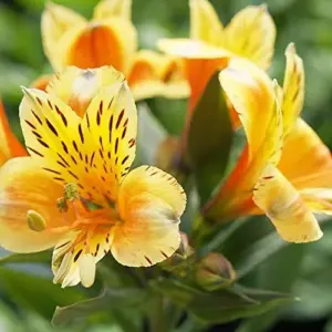 Peruvian Lily Alstroemeria Seeds - 20 Pcs Mixed Colors Perennial Low Maintenance Cut Flowers for Patio & Garden Outdoor