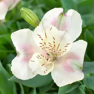 Peruvian Lily Alstroemeria Seeds - 20 Pcs Mixed Colors Perennial Low Maintenance Cut Flowers for Patio & Garden Outdoor