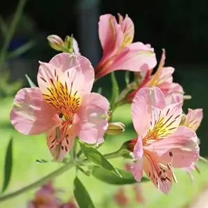 Peruvian Lily Alstroemeria Seeds - 20 Pcs Mixed Colors Perennial Low Maintenance Cut Flowers for Patio & Garden Outdoor