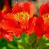 Peruvian Lily Flower Seeds Perennial Mixed Colors 25 Pcs Attracts Pollinators Deer Resistant Cut Flowers