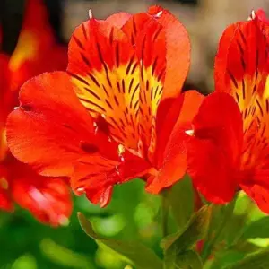 Peruvian Lily Flower Seeds Perennial Mixed Colors 25 Pcs Attracts Pollinators Deer Resistant Cut Flowers