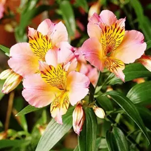 Peruvian Lily Flower Seeds Perennial Mixed Colors 25 Pcs Attracts Pollinators Deer Resistant Cut Flowers