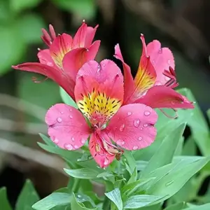 Peruvian Lily Flower Seeds Perennial Mixed Colors 25 Pcs Attracts Pollinators Deer Resistant Cut Flowers