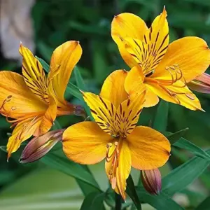 Peruvian Lily Flower Seeds Perennial Mixed Colors 25 Pcs Attracts Pollinators Deer Resistant Cut Flowers