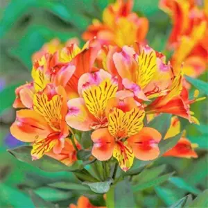 Peruvian Lily Flower Seeds Perennial Mixed Colors 25 Pcs Attracts Pollinators Deer Resistant Cut Flowers