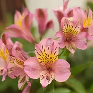 Peruvian Lily Flower Seeds Perennial Mixed Colors 25 Pcs Attracts Pollinators Deer Resistant Cut Flowers