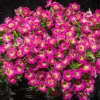 Petunia Seeds Showy Flowers Drought Tolerant Attract Hummingbirds for Hanging Baskets & Beds Outdoor 50Pcs Pink