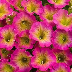 Petunia Seeds Showy Flowers Drought Tolerant Attract Hummingbirds for Hanging Baskets & Beds Outdoor 50Pcs Pink