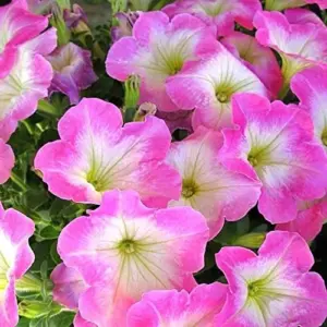 Petunia Seeds Showy Flowers Drought Tolerant Attract Hummingbirds for Hanging Baskets & Beds Outdoor 50Pcs Pink
