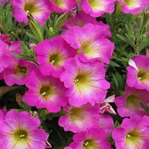 Petunia Seeds Showy Flowers Drought Tolerant Attract Hummingbirds for Hanging Baskets & Beds Outdoor 50Pcs Pink