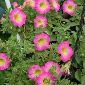 Petunia Seeds Showy Flowers Drought Tolerant Attract Hummingbirds for Hanging Baskets & Beds Outdoor 50Pcs Pink