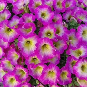 Petunia Seeds Showy Flowers Drought Tolerant Attract Hummingbirds for Hanging Baskets & Beds Outdoor 50Pcs Pink