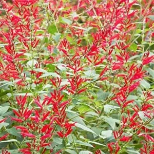 Pineapple Sage Seeds Salvia Elegans Perennial Annual Edible Fragrant Flowers Attracts Hummingbirds 10 Pcs
