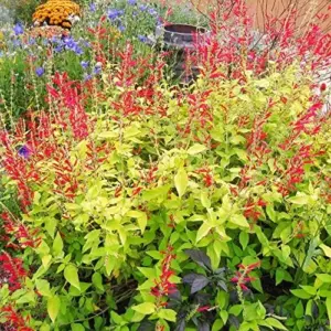 Pineapple Sage Seeds Salvia Elegans Perennial Annual Edible Fragrant Flowers Attracts Hummingbirds 10 Pcs