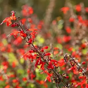 Pineapple Sage Seeds Salvia Elegans Perennial Annual Edible Fragrant Flowers Attracts Hummingbirds 10 Pcs