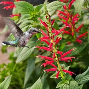 Pineapple Sage Seeds Salvia Elegans Perennial Annual Edible Fragrant Flowers Attracts Hummingbirds 10 Pcs