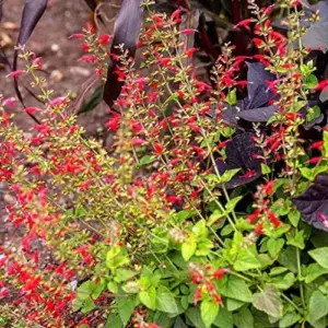 Pineapple Sage Seeds Salvia Elegans Perennial Annual Edible Fragrant Flowers Attracts Hummingbirds 10 Pcs
