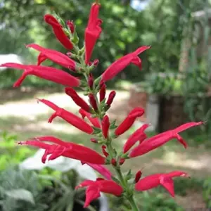 Pineapple Sage Seeds Salvia Elegans Perennial Annual Edible Fragrant Flowers Attracts Hummingbirds 10 Pcs