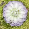 Pinguicula Cyclosecta Seeds Mexican Butterworts Tropical Carnivorous Plant Green 25 Pcs