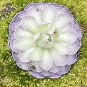 Pinguicula Cyclosecta Seeds Mexican Butterworts Tropical Carnivorous Plant Green 25 Pcs