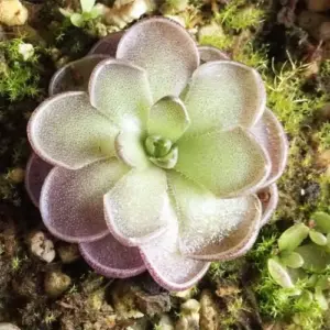 Pinguicula Cyclosecta Seeds Mexican Butterworts Tropical Carnivorous Plant Green 25 Pcs