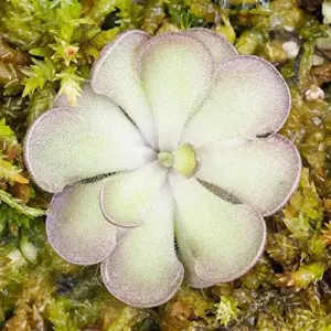 Pinguicula Cyclosecta Seeds Mexican Butterworts Tropical Carnivorous Plant Green 25 Pcs