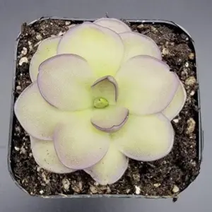 Pinguicula Cyclosecta Seeds Mexican Butterworts Tropical Carnivorous Plant Green 25 Pcs