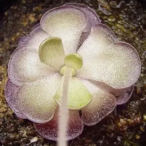 Pinguicula Cyclosecta Seeds Mexican Butterworts Tropical Carnivorous Plant Green 25 Pcs