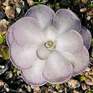 Pinguicula Cyclosecta Seeds Mexican Butterworts Tropical Carnivorous Plant Green 25 Pcs