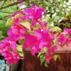 Pink Bougainvillea Seeds - 105 Pcs Perennial Shrub, Showy Evergreen, Deer & Drought Tolerant - Attracts Birds & Hummingbirds