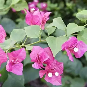 Pink Bougainvillea Seeds - 105 Pcs Perennial Shrub, Showy Evergreen, Deer & Drought Tolerant - Attracts Birds & Hummingbirds