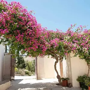 Pink Bougainvillea Seeds - 105 Pcs Perennial Shrub, Showy Evergreen, Deer & Drought Tolerant - Attracts Birds & Hummingbirds