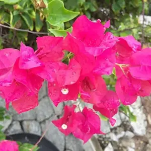 Pink Bougainvillea Seeds - 105 Pcs Perennial Shrub, Showy Evergreen, Deer & Drought Tolerant - Attracts Birds & Hummingbirds
