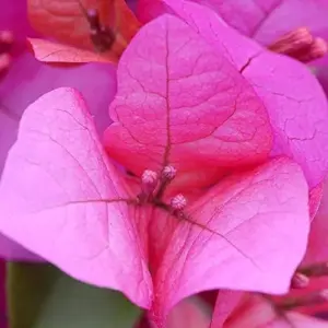 Pink Bougainvillea Seeds - 105 Pcs Perennial Shrub, Showy Evergreen, Deer & Drought Tolerant - Attracts Birds & Hummingbirds