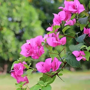 Pink Bougainvillea Seeds - 105 Pcs Perennial Shrub, Showy Evergreen, Deer & Drought Tolerant - Attracts Birds & Hummingbirds